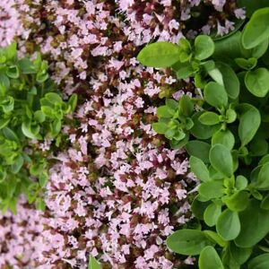 Thymus vulgaris 'Compactus' ---